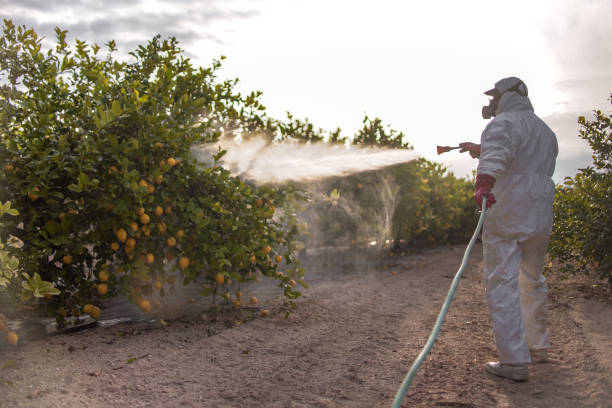 Best Affordable Pest Control Services  in Bellview, FL
