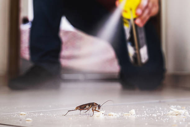 Best Flea Control Services  in Bellview, FL