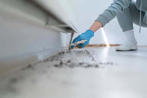 Reliable Bellview, FL Pest Control Solutions