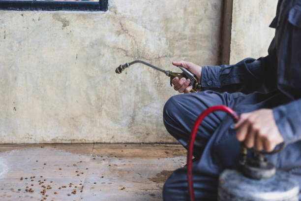 Best Pest Control Near Me  in Bellview, FL